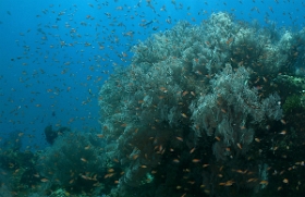 Bali 2016 - Liberty - Corail - IMG_5875_rc